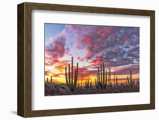 Mexico, Baja California, Cactus forest near Catavinia-Christian Heeb-Framed Photographic Print