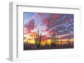 Mexico, Baja California, Cactus forest near Catavinia-Christian Heeb-Framed Photographic Print