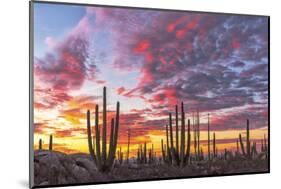 Mexico, Baja California, Cactus forest near Catavinia-Christian Heeb-Mounted Photographic Print