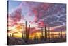 Mexico, Baja California, Cactus forest near Catavinia-Christian Heeb-Stretched Canvas