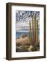 Mexico, Baja California, Cardon Cactus Surround Boulder Formations Near Catavina-Judith Zimmerman-Framed Photographic Print