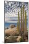 Mexico, Baja California, Cardon Cactus Surround Boulder Formations Near Catavina-Judith Zimmerman-Mounted Photographic Print