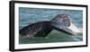 Mexico, Baja California, Gray Whale Flukes Exposed, Diving in the San Ignacio Lagoon, Sea of Cortez-Judith Zimmerman-Framed Photographic Print