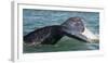 Mexico, Baja California, Gray Whale Flukes Exposed, Diving in the San Ignacio Lagoon, Sea of Cortez-Judith Zimmerman-Framed Photographic Print