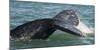 Mexico, Baja California, Gray Whale Flukes Exposed, Diving in the San Ignacio Lagoon, Sea of Cortez-Judith Zimmerman-Mounted Photographic Print