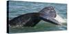 Mexico, Baja California, Gray Whale Flukes Exposed, Diving in the San Ignacio Lagoon, Sea of Cortez-Judith Zimmerman-Stretched Canvas