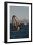 Mexico, Baja California, Gray Whale Spyhopping in the San Ignacio Lagoon, Sea of Cortez-Judith Zimmerman-Framed Photographic Print