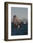 Mexico, Baja California, Gray Whale Spyhopping in the San Ignacio Lagoon, Sea of Cortez-Judith Zimmerman-Framed Photographic Print