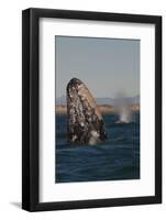 Mexico, Baja California, Gray Whale Spyhopping in the San Ignacio Lagoon, Sea of Cortez-Judith Zimmerman-Framed Photographic Print