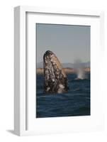 Mexico, Baja California, Gray Whale Spyhopping in the San Ignacio Lagoon, Sea of Cortez-Judith Zimmerman-Framed Photographic Print