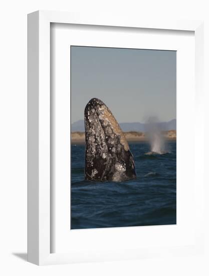 Mexico, Baja California, Gray Whale Spyhopping in the San Ignacio Lagoon, Sea of Cortez-Judith Zimmerman-Framed Photographic Print