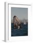 Mexico, Baja California, Gray Whale Spyhopping in the San Ignacio Lagoon, Sea of Cortez-Judith Zimmerman-Framed Photographic Print