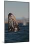 Mexico, Baja California, Gray Whale Spyhopping in the San Ignacio Lagoon, Sea of Cortez-Judith Zimmerman-Mounted Photographic Print