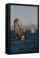 Mexico, Baja California, Gray Whale Spyhopping in the San Ignacio Lagoon, Sea of Cortez-Judith Zimmerman-Framed Stretched Canvas