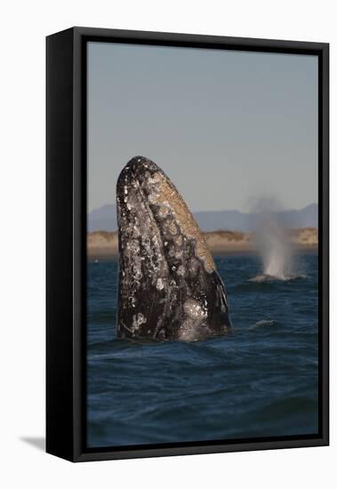 Mexico, Baja California, Gray Whale Spyhopping in the San Ignacio Lagoon, Sea of Cortez-Judith Zimmerman-Framed Stretched Canvas