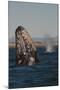 Mexico, Baja California, Gray Whale Spyhopping in the San Ignacio Lagoon, Sea of Cortez-Judith Zimmerman-Mounted Photographic Print