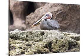 Mexico, Baja California, Sea of Cortez. Brown Pelican breeding plumage.-Trish Drury-Stretched Canvas