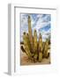 Mexico, Baja California, Senita, Old Man Cactus in Valley of the Giants-Judith Zimmerman-Framed Photographic Print