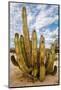 Mexico, Baja California, Senita, Old Man Cactus in Valley of the Giants-Judith Zimmerman-Mounted Photographic Print