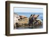 Mexico, Baja California Sur. Isla Coronado, California Sea Lion colony haul out called La Lobera.-Trish Drury-Framed Photographic Print