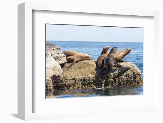 Mexico, Baja California Sur. Isla Coronado, California Sea Lion colony haul out called La Lobera.-Trish Drury-Framed Photographic Print