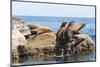 Mexico, Baja California Sur. Isla Coronado, California Sea Lion colony haul out called La Lobera.-Trish Drury-Mounted Photographic Print