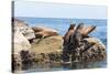 Mexico, Baja California Sur. Isla Coronado, California Sea Lion colony haul out called La Lobera.-Trish Drury-Stretched Canvas