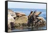 Mexico, Baja California Sur. Isla Coronado, California Sea Lion colony haul out called La Lobera.-Trish Drury-Framed Stretched Canvas