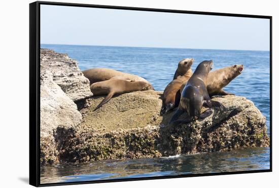 Mexico, Baja California Sur. Isla Coronado, California Sea Lion colony haul out called La Lobera.-Trish Drury-Framed Stretched Canvas