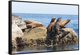 Mexico, Baja California Sur. Isla Coronado, California Sea Lion colony haul out called La Lobera.-Trish Drury-Framed Stretched Canvas