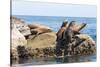 Mexico, Baja California Sur. Isla Coronado, California Sea Lion colony haul out called La Lobera.-Trish Drury-Stretched Canvas