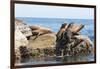 Mexico, Baja California Sur. Isla Coronado, California Sea Lion colony haul out called La Lobera.-Trish Drury-Framed Premium Photographic Print