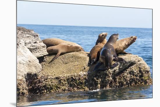 Mexico, Baja California Sur. Isla Coronado, California Sea Lion colony haul out called La Lobera.-Trish Drury-Mounted Premium Photographic Print