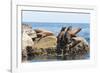 Mexico, Baja California Sur. Isla Coronado, California Sea Lion colony haul out called La Lobera.-Trish Drury-Framed Photographic Print