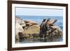 Mexico, Baja California Sur. Isla Coronado, California Sea Lion colony haul out called La Lobera.-Trish Drury-Framed Photographic Print