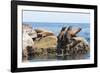 Mexico, Baja California Sur. Isla Coronado, California Sea Lion colony haul out called La Lobera.-Trish Drury-Framed Photographic Print