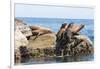 Mexico, Baja California Sur. Isla Coronado, California Sea Lion colony haul out called La Lobera.-Trish Drury-Framed Photographic Print