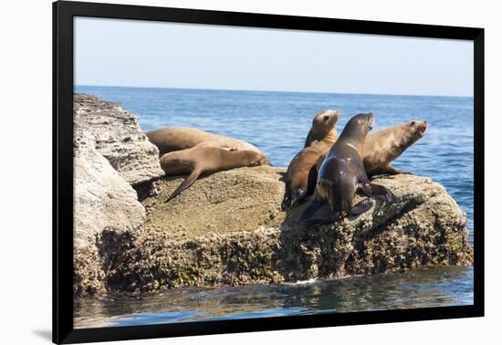 Mexico, Baja California Sur. Isla Coronado, California Sea Lion colony haul out called La Lobera.-Trish Drury-Framed Photographic Print