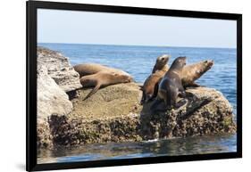 Mexico, Baja California Sur. Isla Coronado, California Sea Lion colony haul out called La Lobera.-Trish Drury-Framed Photographic Print