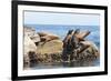 Mexico, Baja California Sur. Isla Coronado, California Sea Lion colony haul out called La Lobera.-Trish Drury-Framed Photographic Print