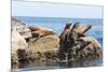 Mexico, Baja California Sur. Isla Coronado, California Sea Lion colony haul out called La Lobera.-Trish Drury-Mounted Photographic Print