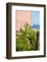 Mexico, Baja California Sur. Loreto Bay. Cactus, flowering plants.-Trish Drury-Framed Photographic Print