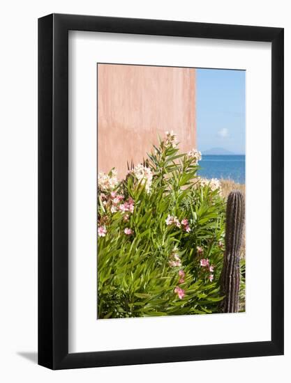 Mexico, Baja California Sur. Loreto Bay. Cactus, flowering plants.-Trish Drury-Framed Photographic Print