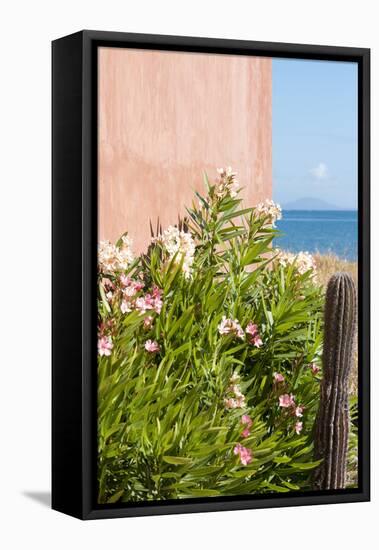 Mexico, Baja California Sur. Loreto Bay. Cactus, flowering plants.-Trish Drury-Framed Stretched Canvas