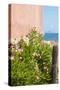 Mexico, Baja California Sur. Loreto Bay. Cactus, flowering plants.-Trish Drury-Stretched Canvas