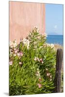 Mexico, Baja California Sur. Loreto Bay. Cactus, flowering plants.-Trish Drury-Mounted Premium Photographic Print