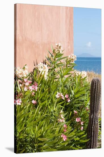 Mexico, Baja California Sur. Loreto Bay. Cactus, flowering plants.-Trish Drury-Stretched Canvas