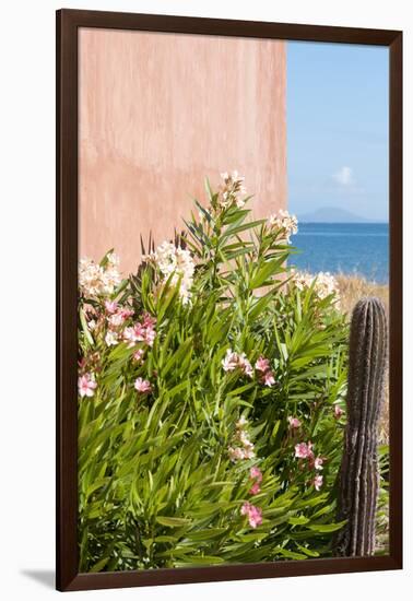 Mexico, Baja California Sur. Loreto Bay. Cactus, flowering plants.-Trish Drury-Framed Photographic Print