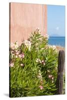 Mexico, Baja California Sur. Loreto Bay. Cactus, flowering plants.-Trish Drury-Stretched Canvas