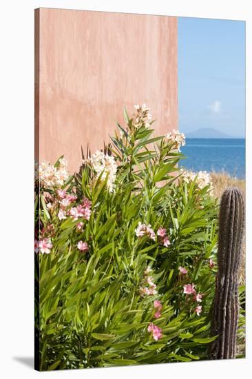 Mexico, Baja California Sur. Loreto Bay. Cactus, flowering plants.-Trish Drury-Stretched Canvas